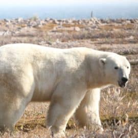 Los osos polares corren el riesgo de morir de inanición si el verano ártico se alarga