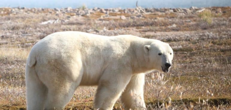 Los osos polares corren el riesgo de morir de inanición si el verano ártico se alarga