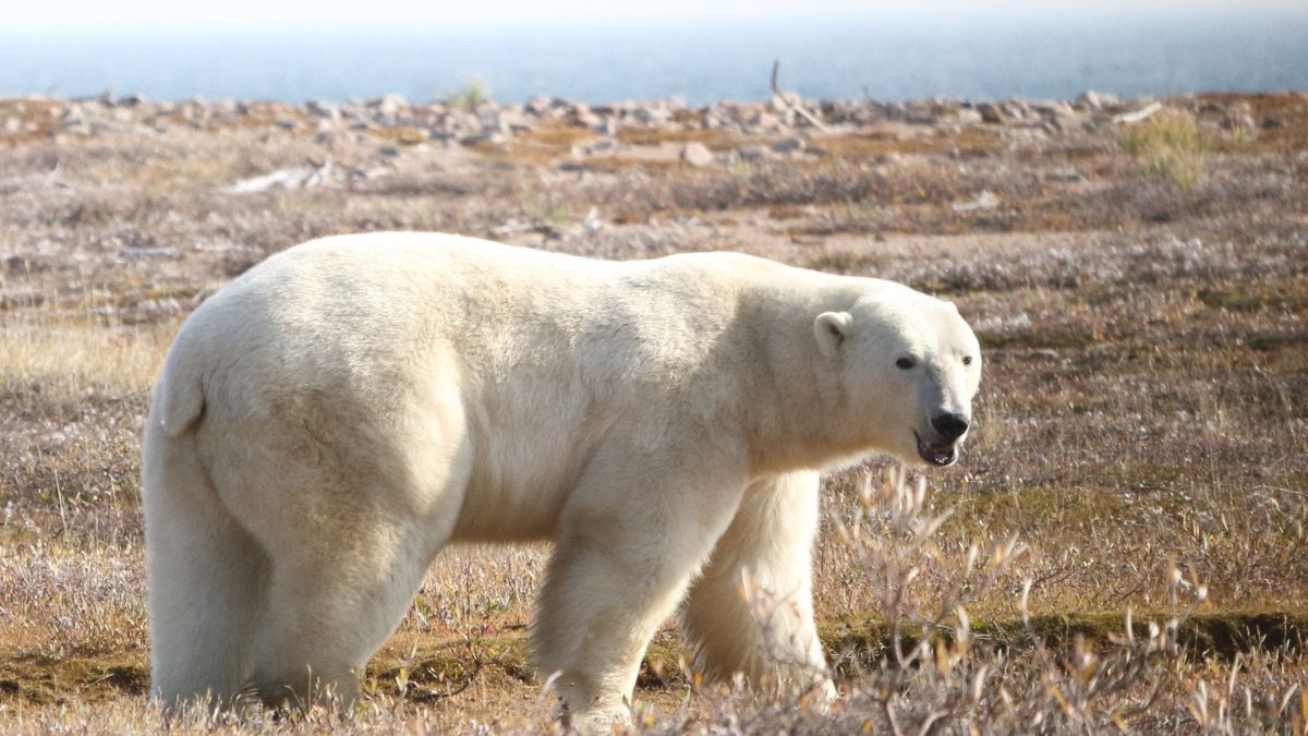 Los osos polares corren el riesgo de morir de inanición si el verano ártico se alarga