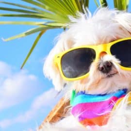 De paseo con tu mejor amigo: Algunos destinos para visitar con tu mascota