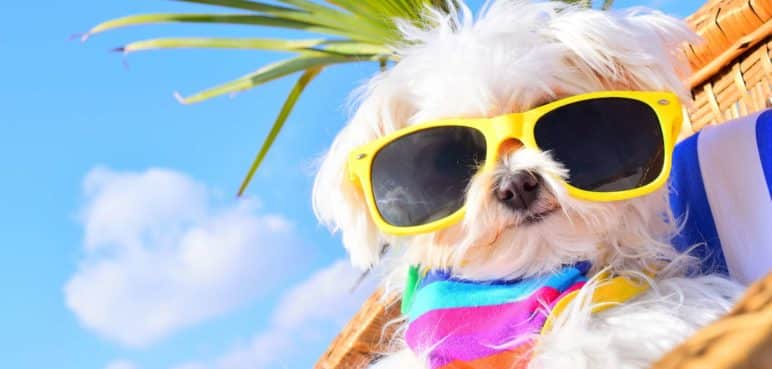 De paseo con tu mejor amigo: Algunos destinos para visitar con tu mascota