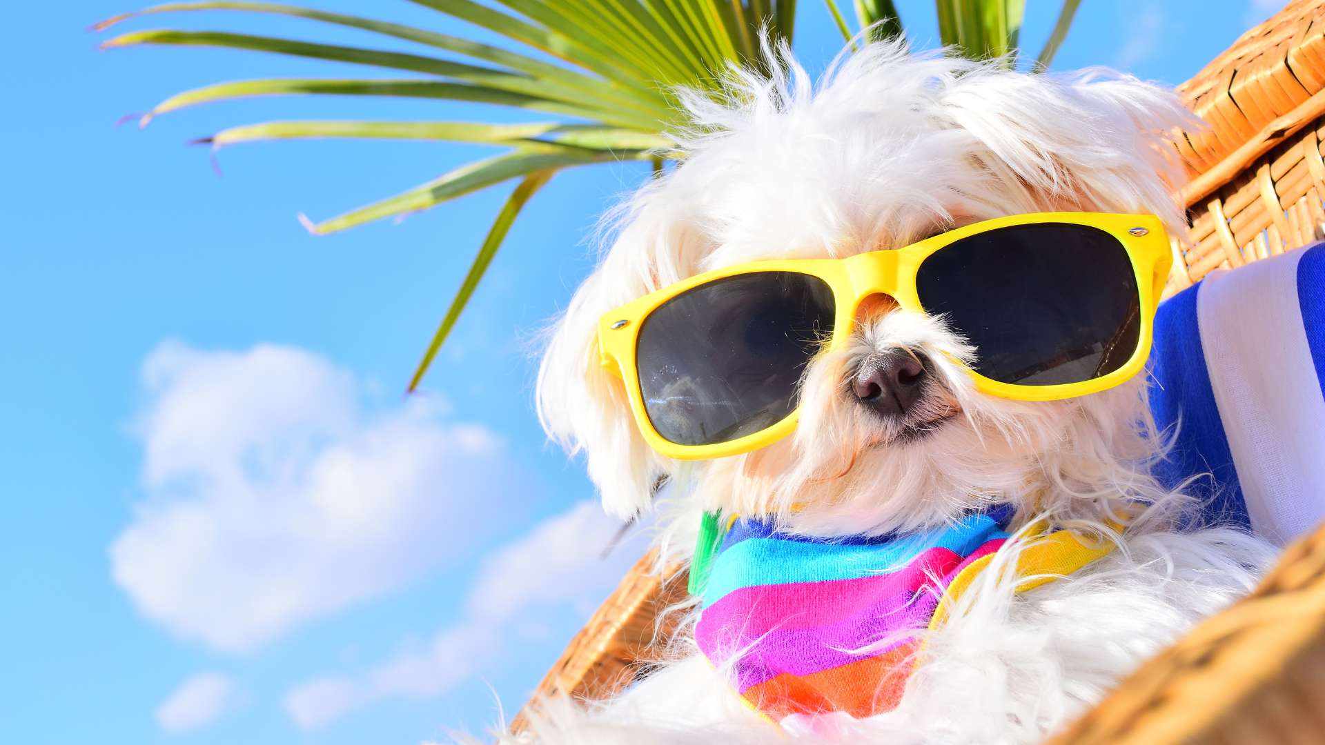 De paseo con tu mejor amigo: Algunos destinos para visitar con tu mascota