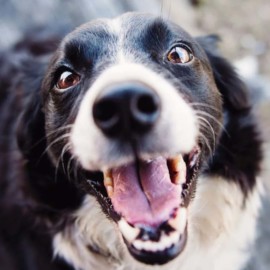 Jornada de adopción animales en Cali: Así podrá brindarles un hogar