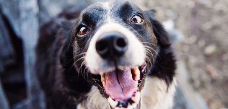 Mascotas felices, dueños responsables: Claves para una crianza exitosa