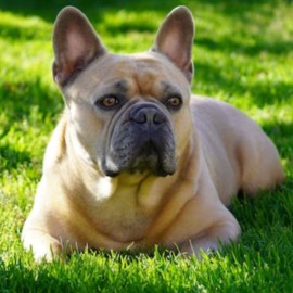 ¡Tenga mucho cuidado! Esto es lo que debe hacer ante un golpe de calor a su mascota