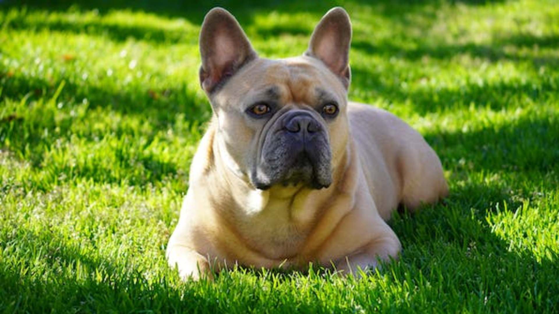 ¡Tenga mucho cuidado! Esto es lo que debe hacer ante un golpe de calor a su mascota