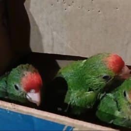 Inician operativos de control al tráfico de flora y fauna silvestre previos a Semana Santa
