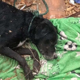 ¡Heroico! Bomberos rescatan a un perro que quedó atrapado en el río de Yumbo