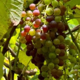 uvas - viñedo
