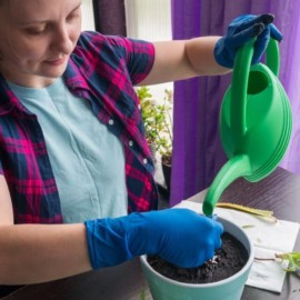 Plantas y ola de calor: Consejos para defenderlas de las altas temperaturas