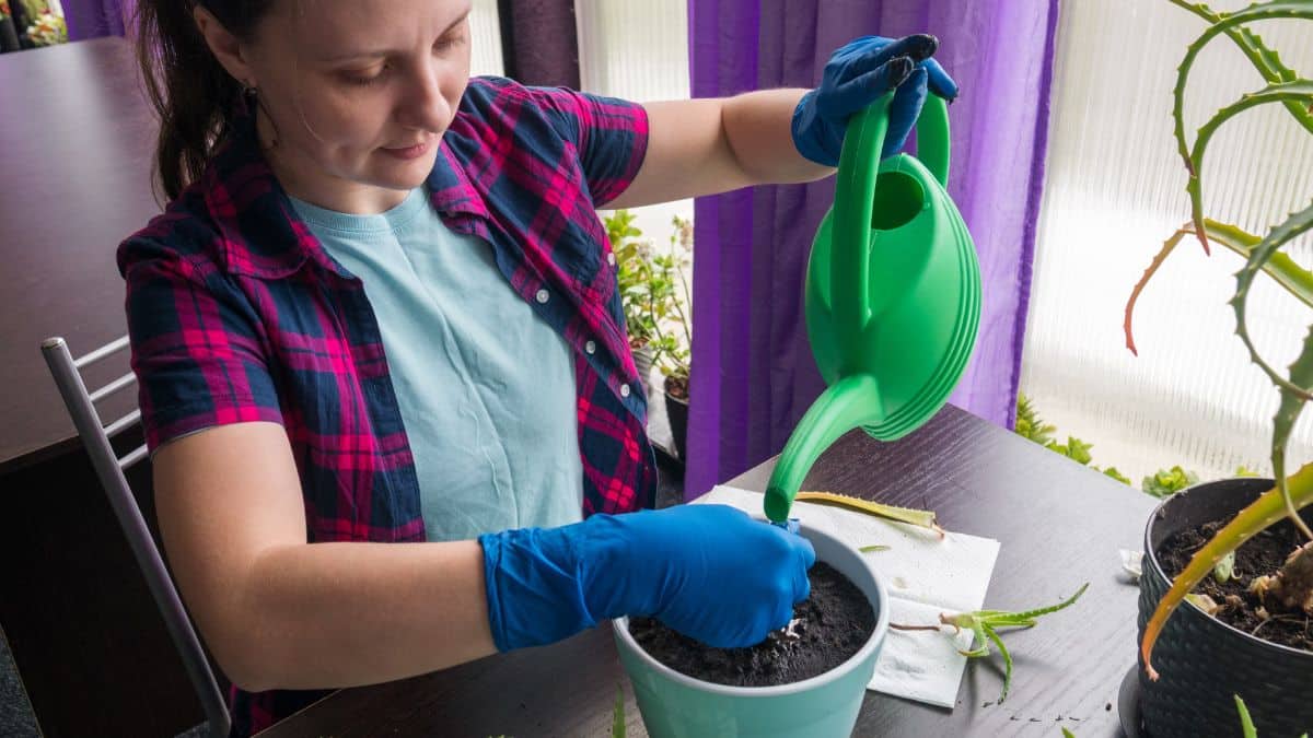 ¿Cuál es el mejor cuidado que puede darle a sus plantas en época de invierno?