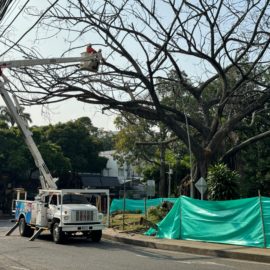 Inicia la tala de árbol emblemático en el Parque del Perro