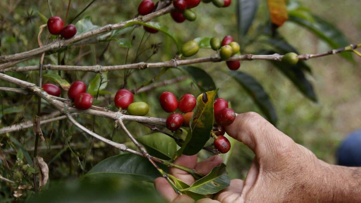 Alerta por contaminación en el Río Aguacatal en Cali
