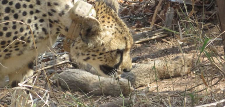Una esperanza para la India: Nacen 5 crías de guepardo en peligro de extinción