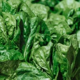 Un tesoro verde: Se celebra el Día Mundial de la Espinaca