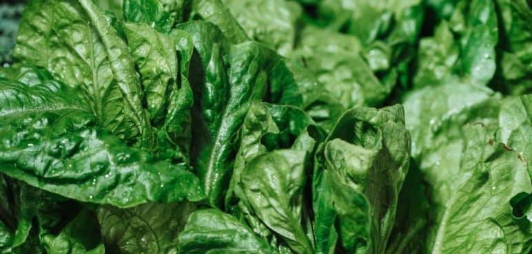 Un tesoro verde: Se celebra el Día Mundial de la Espinaca