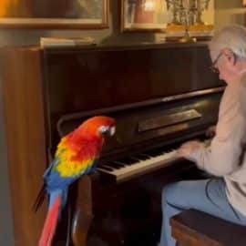 Mario Fernando Prado, el pianista caleño que quiere batir un récord Guiness