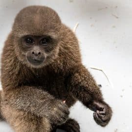 ¡Crece la familia! Nacen nuevos animales en el zoológico de Cali