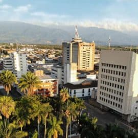 Hombre falleció tras accidente mientras podaba una palmera; sucedió en Palmira