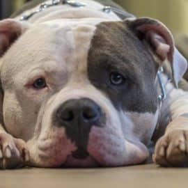 Ojo con los síntomas: El Moquillo puede ser una enfermedad mortal para los 'perritos'