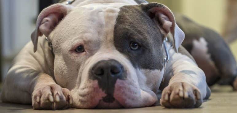 Ojo con los síntomas: El Moquillo puede ser una enfermedad mortal para los 'perritos'