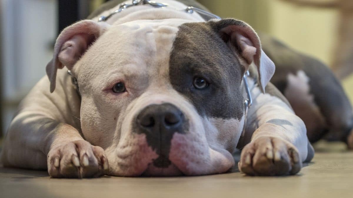 Ojo con los síntomas: El Moquillo puede ser una enfermedad mortal para los 'perritos'
