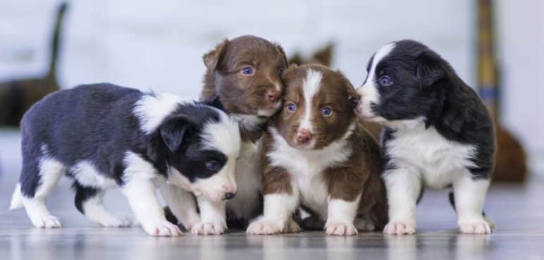 Cédula (digital) para mascotas: Conozca cómo la puede solicitar y para qué sirve