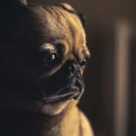 Mascotas en riesgo: Denuncian presuntos maltratos en guarderías de Cali