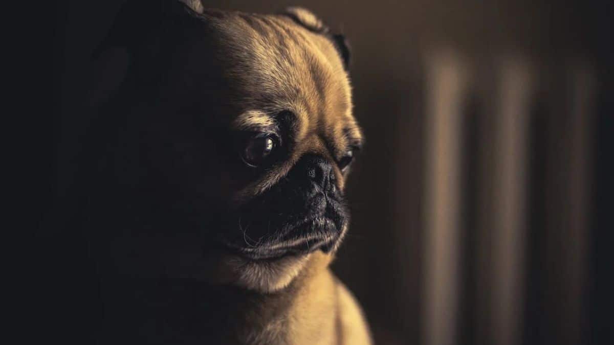 Cédula (digital) para mascotas: Conozca cómo la puede solicitar y para qué sirve