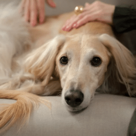 Interactuar con perros aumenta las ondas cerebrales ligadas al alivio del estrés