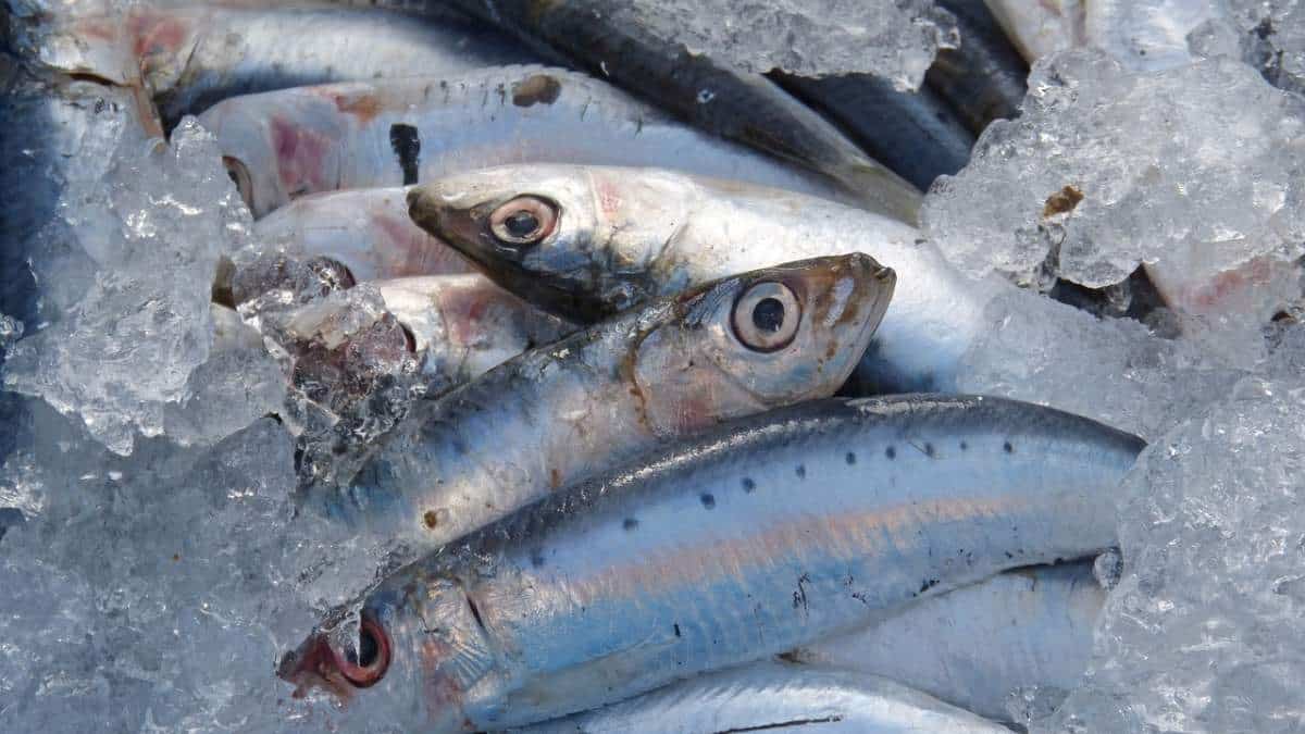 ¿Qué hacer si se atora con una espina de pescado? Tenga en cuenta estos consejos
