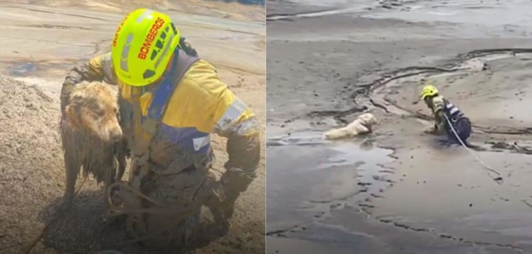 El conmovedor rescate de Bruno, el perro que quedó atrapado en lodo en Guatapé