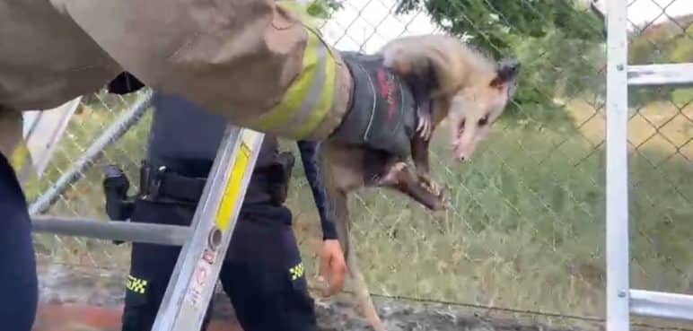 "La unión hace la fuerza": Así fue el rescate de una zarigüeya en Cali