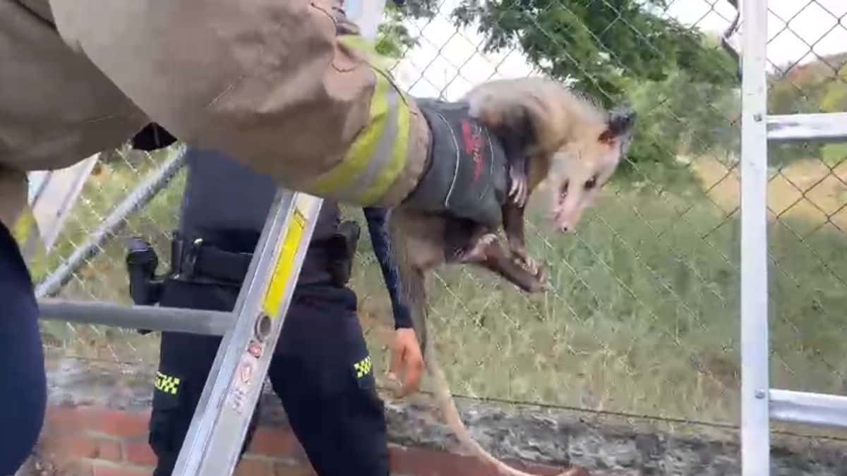 "La unión hace la fuerza": Así fue el rescate de una zarigüeya en Cali