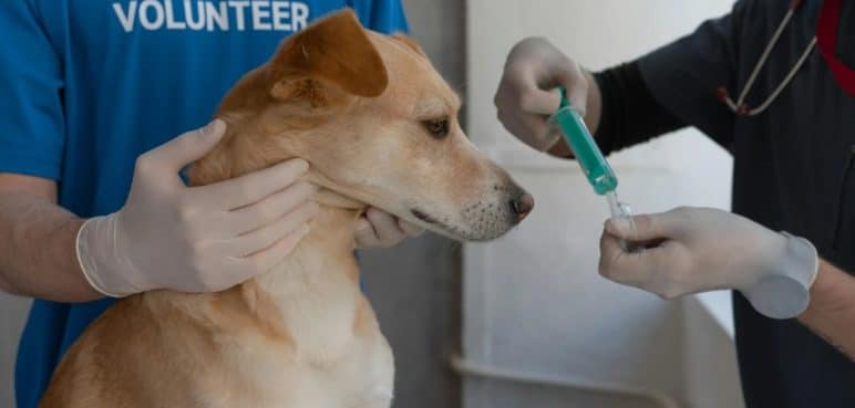 Vacunas para perros y gatos: Así debería aplicárselas a sus mascotas