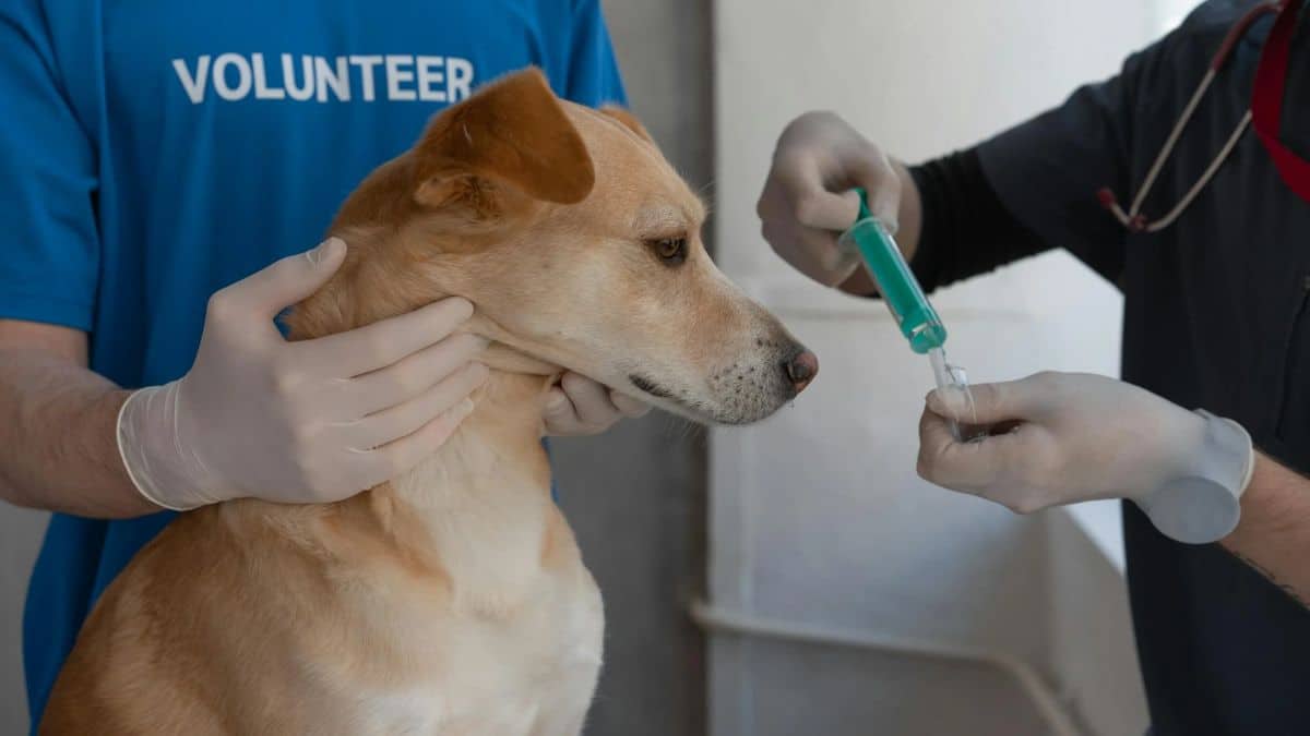 'Tips' para darle el medicamento a su mascota (rápido y sin complicaciones)