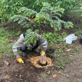 Día del Árbol en Cali: Comunidad contribuye a la arborización de la ciudad