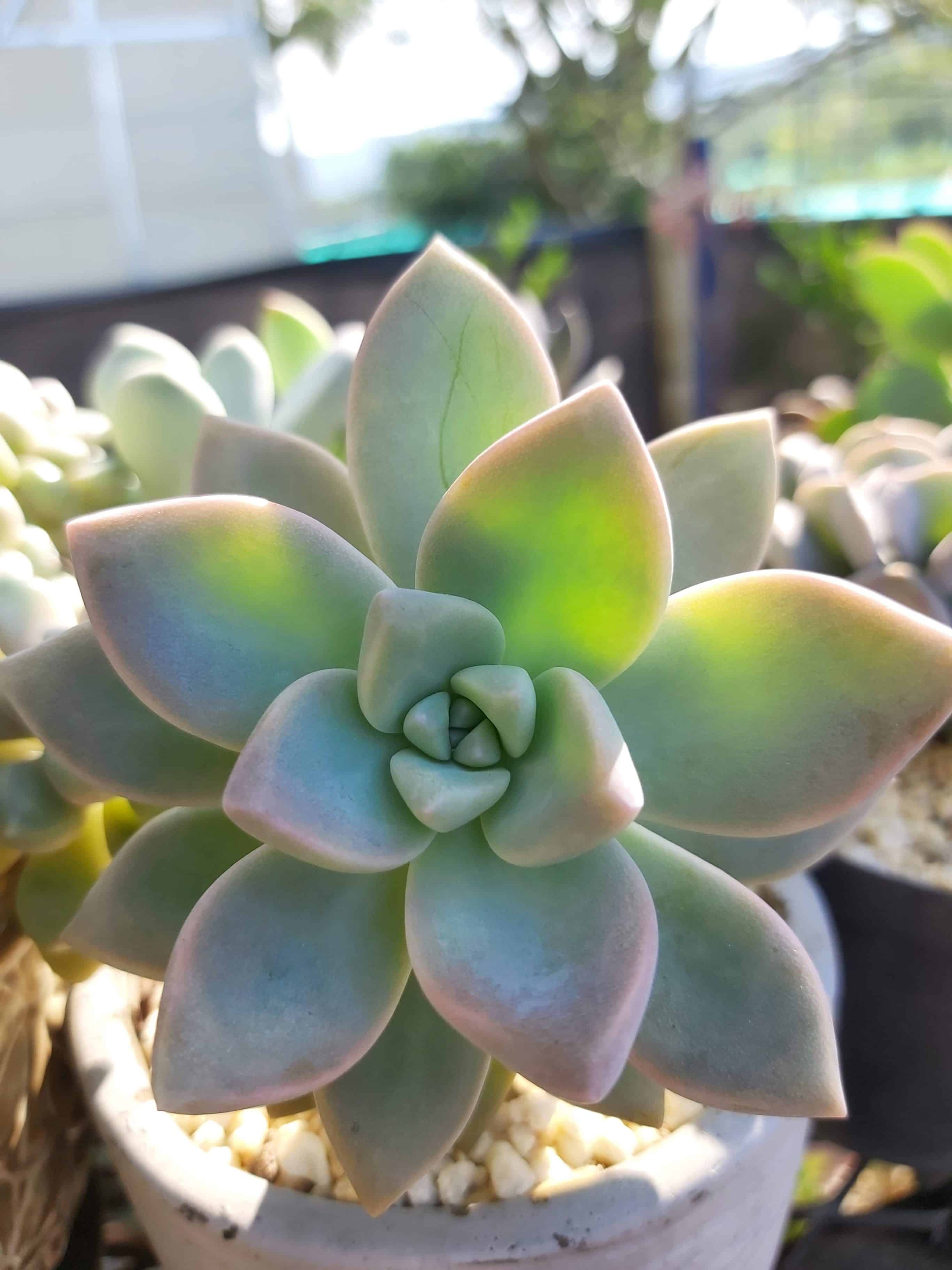 Suculentas