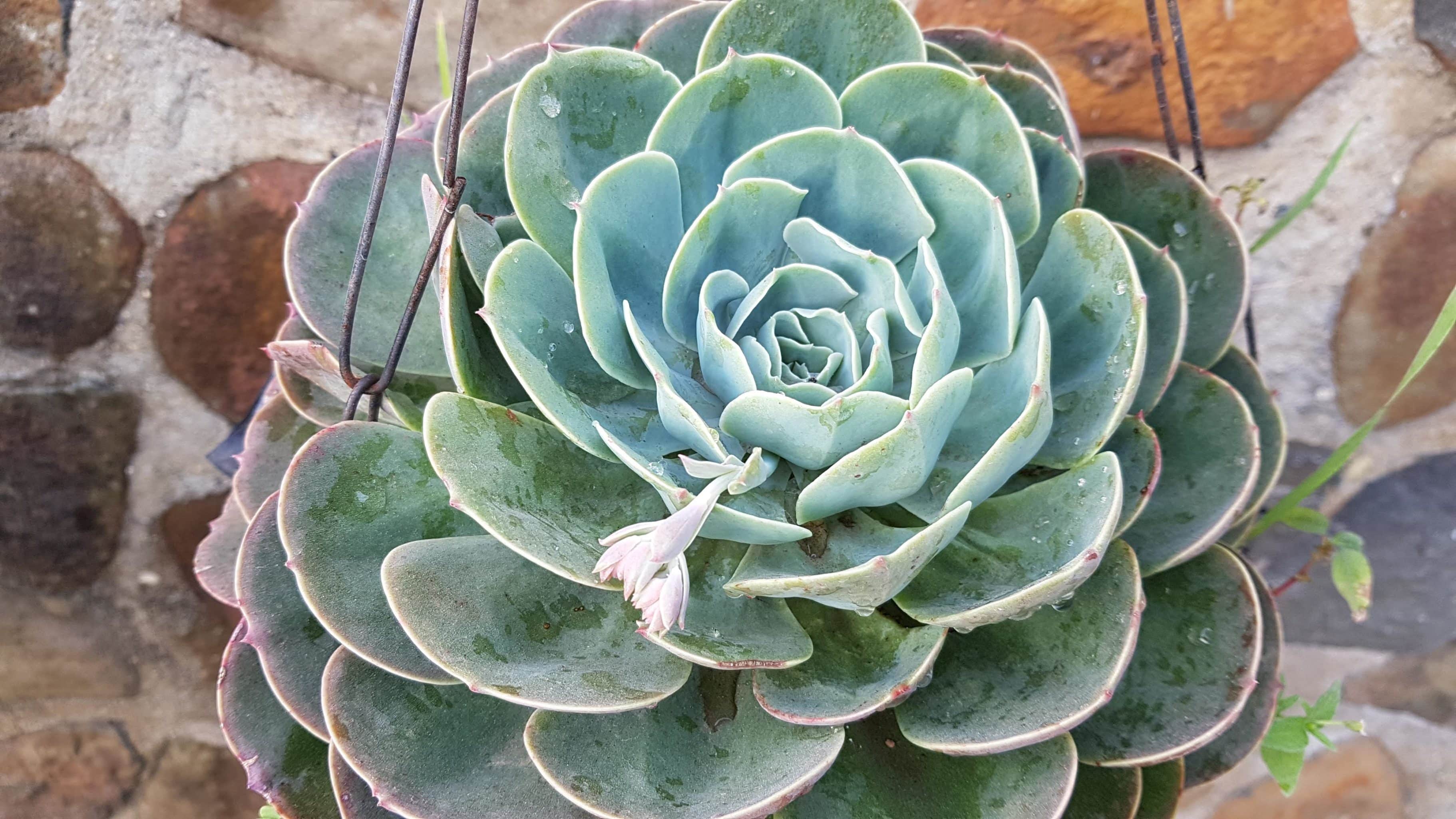 Suculentas