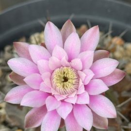 Suculentas