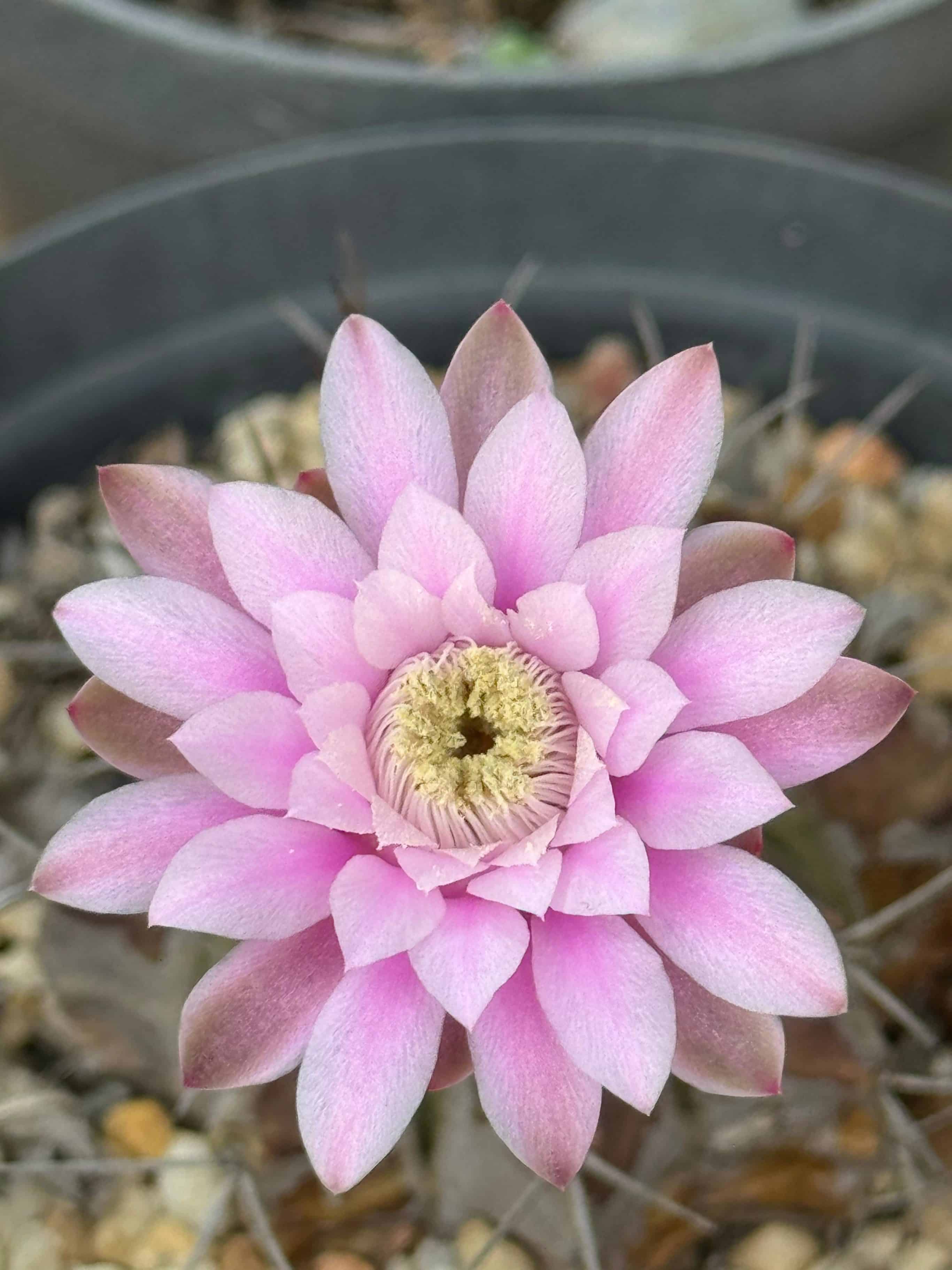 Suculentas