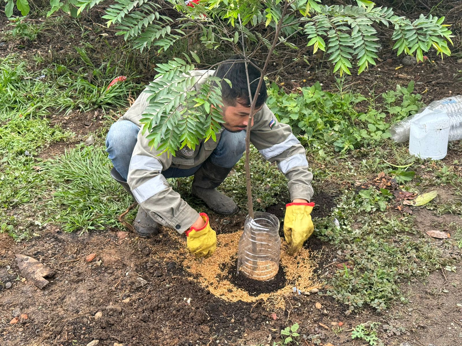 Siembra de árboles en Cali