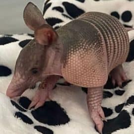 Así fue el tierno rescate de un armadillo bebé en Cartago, Valle
