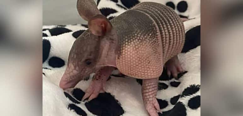 Así fue el tierno rescate de un armadillo bebé en Cartago, Valle
