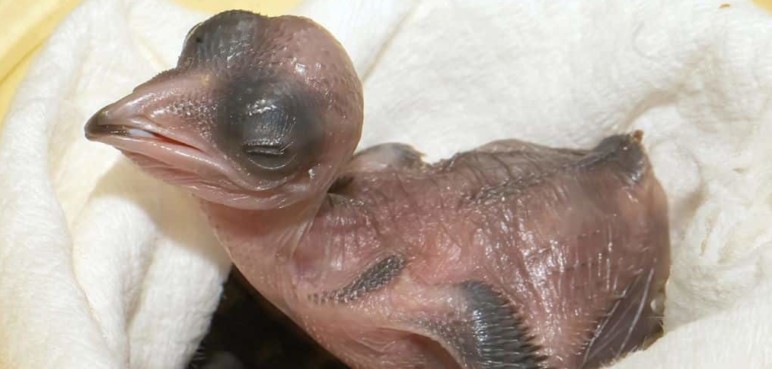 Un nuevo integrante a la familia del Zoo de Miami: Llega primera cría de ave cúa crestado
