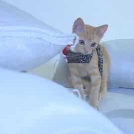 Trazando Huellas Ecológicas: Una arena para gatos que cuida el medio ambiente
