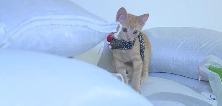 Trazando Huellas Ecológicas: Una arena para gatos que cuida el medio ambiente