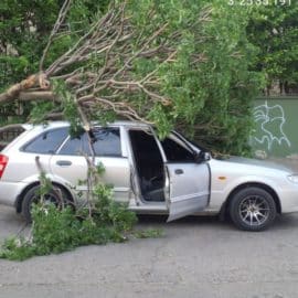 Emergencia por caída de árbol en el barrio Cristóbal Colón en Cali