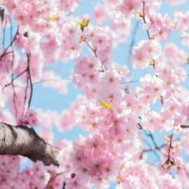 Cerezos florecen cada vez más en Japón por el cambio climático