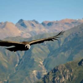 En video: Avistan cóndor de los Andes en el Valle del Cocora